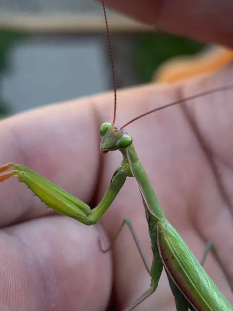 🔥 Praying mantis I found in my backyard