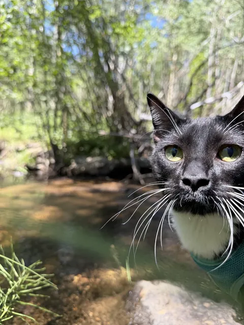 PsBattle: This cat by the river
