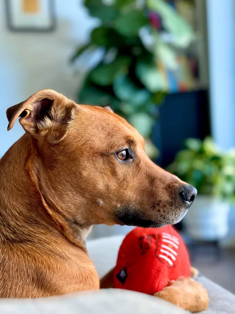 Hector is a bit of a cuddle bug, it’s the best!😘🐕