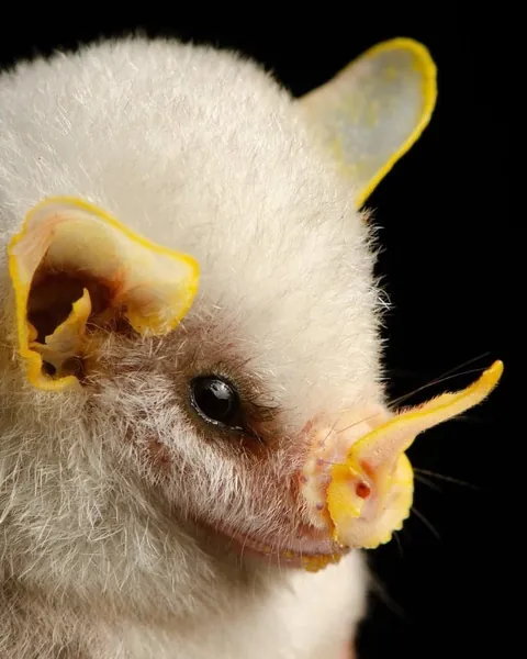 🔥Bats come in different sizes and shapes 🔥
