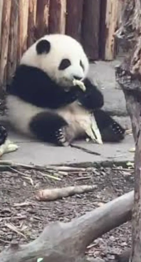 A panda named Hua Hua is the first panda to have official plushies based on her because of her distinctly round appearance relative to other pandas (Last 5 pics are real HuaHua)
