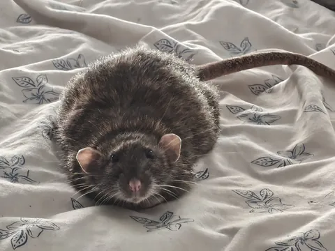 ¿Mi rata está gorda?
