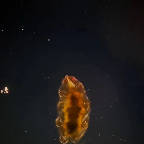 A microscopic Tardigrade, also known as a water bear, walking across a glass slide. Extremely resilient, they can survive decades without food or water and are the only known animal that can survive in direct exposure in space.