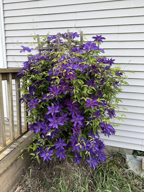 The Clematis that came with my house ❤️