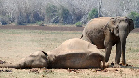 Elephants show signs of grief by touching and guarding their dead, suggesting they may mourn like humans