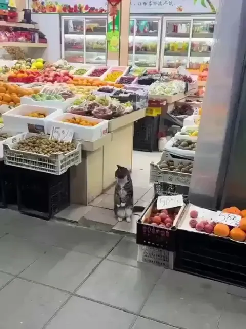 Cat looking for _____?