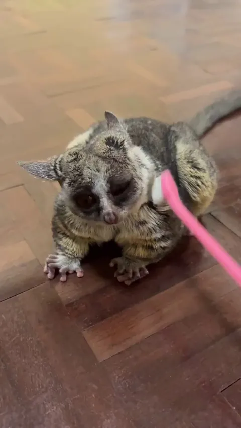 Bushbaby be like: Here sis, on this side pls