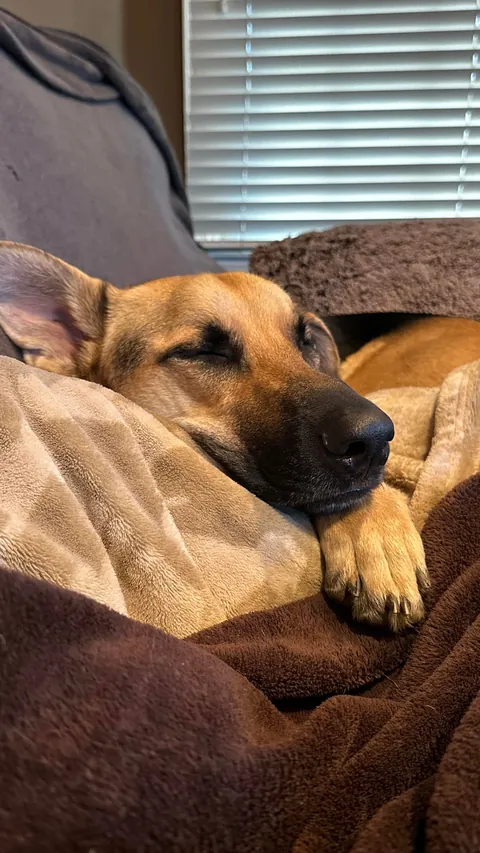 Everyone say happy 2nd birthday to Scooby!