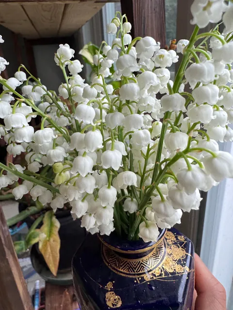 It's -10 C outside and I'm dreaming of Spring - Lily of the Valley has always been my favourite vernal bloom