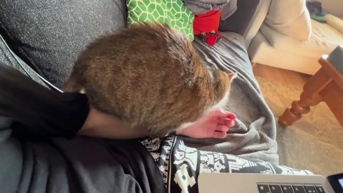 My cats behavior towards my arm