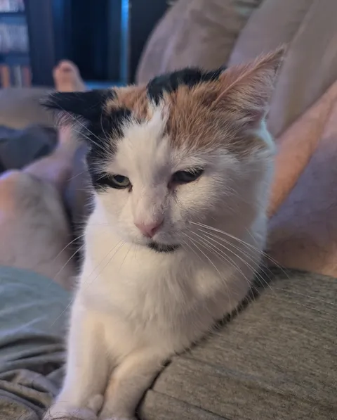 So I inherited my mother's cat. She's not quite sure about me and has a bit of an attitude.