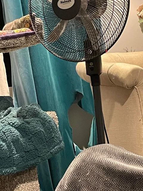 A Cat Crime Whodunnit: Who “fell” through the curtain?