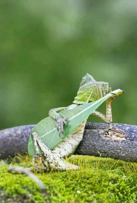 PsBattle: This gecko strumming a leaf