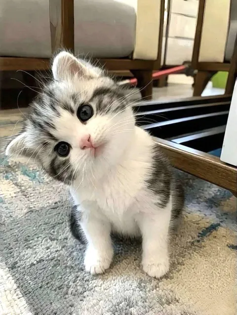 I am once again asking for cuddles