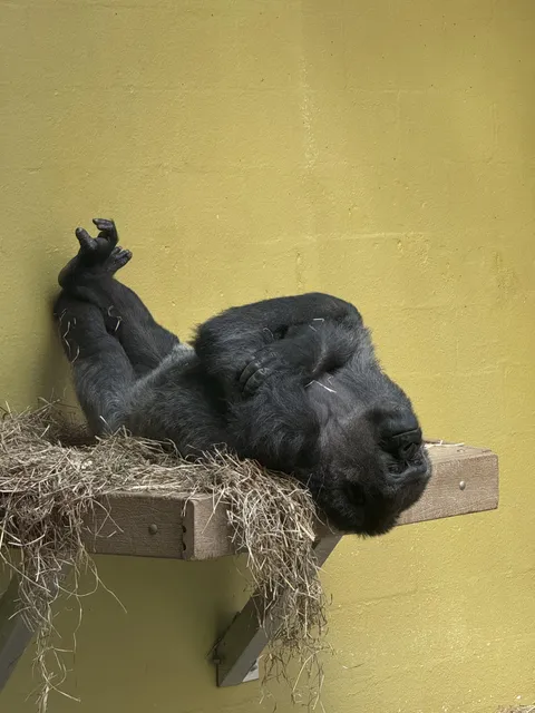 [OC] I took a picture of a gorilla today.