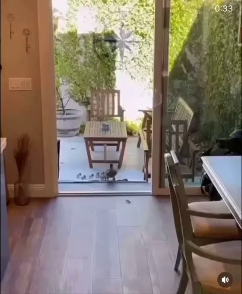 Bro allows mum and ducklings to take a shortcut on their way home