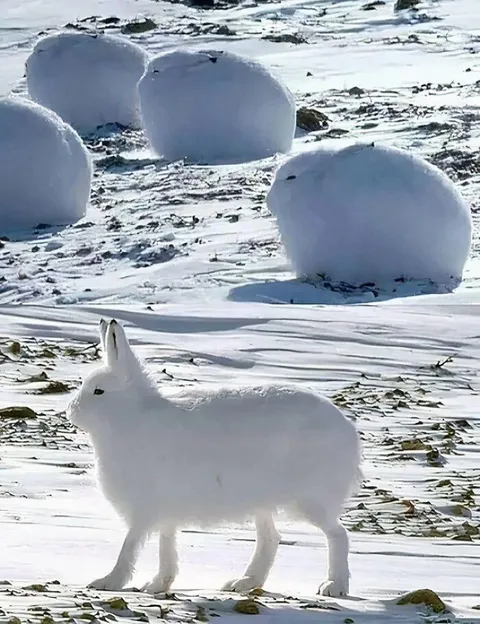 🔥Arctic Hares