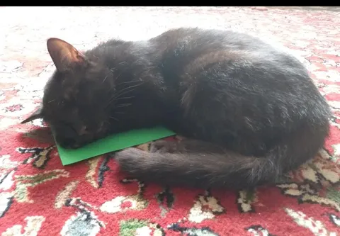 He's using a little piece of paper as a pillow