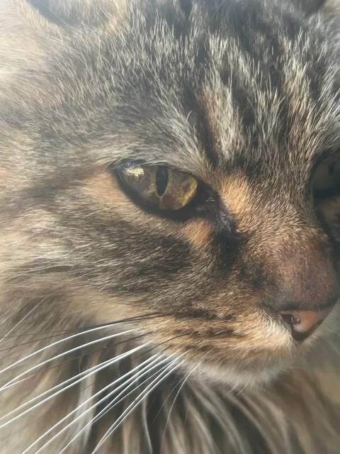 cat magically appeared