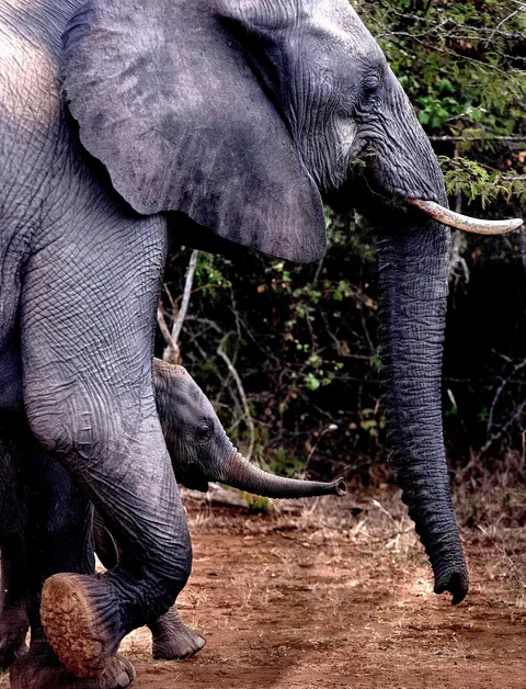 🔥 A mother and elephant calf in Kruger Park South Africa