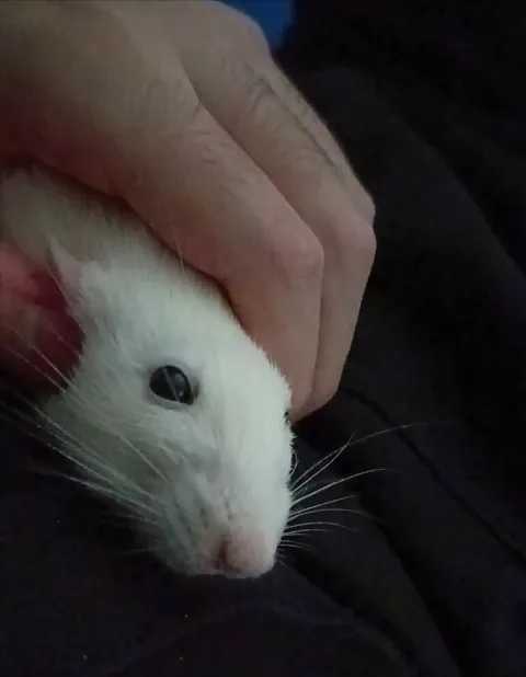 Old man boggles and yawns