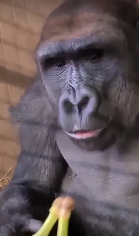 The way this Gorilla eats a Banana