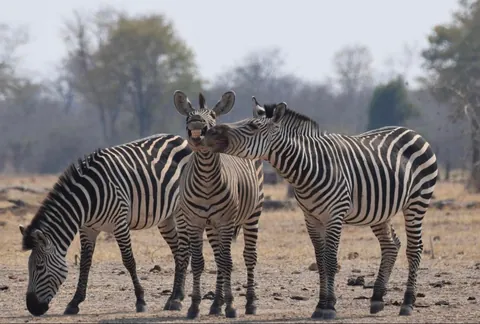 🔥The winners and finalists of the Wildlife Comedy Photography Awards (2016)