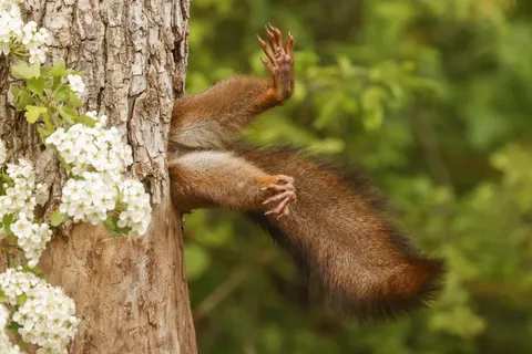 🔥 ‘Stuck Squirrel’ by Milko Marchetti. The winner of 2024 Nikon Comedy Wildlife Awards 🔥 