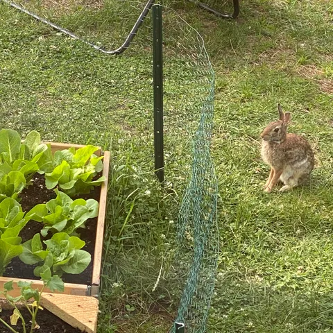 Not everyone is happy about the new fence 😂