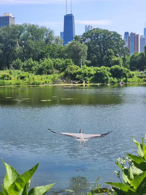 🔥A heron eating a fish at Lincoln Park in Chicago 🔥