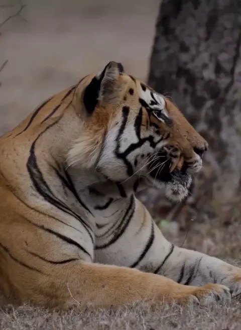 🔥 The most magnificent animal in the world, the Tiger is- Jack Hanna. 