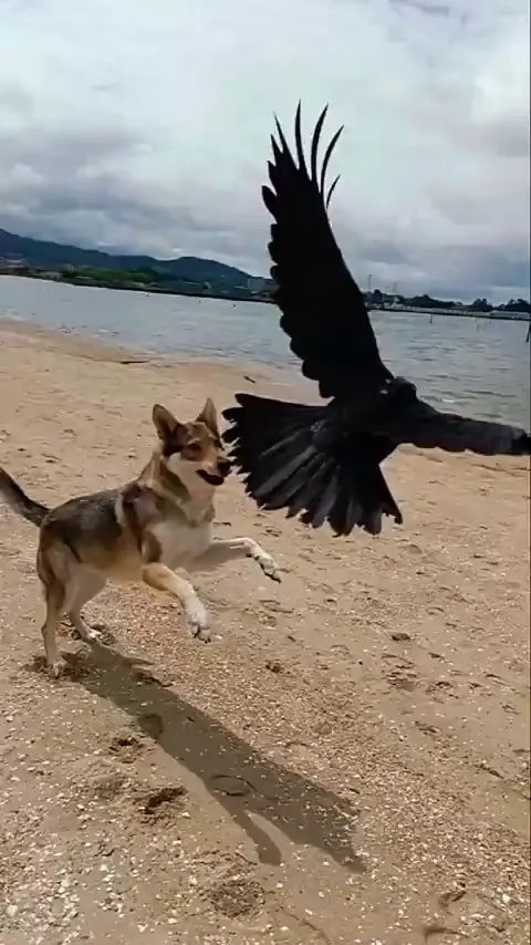 Are they playing or fighting!? 😆