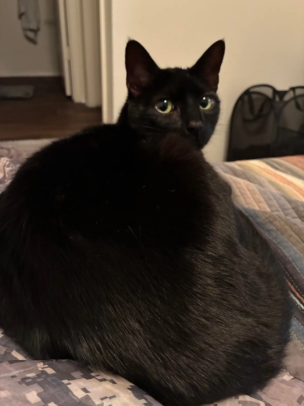 My first kitty, Sesame!