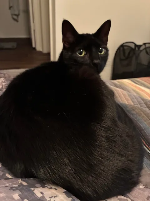 My first kitty, Sesame!