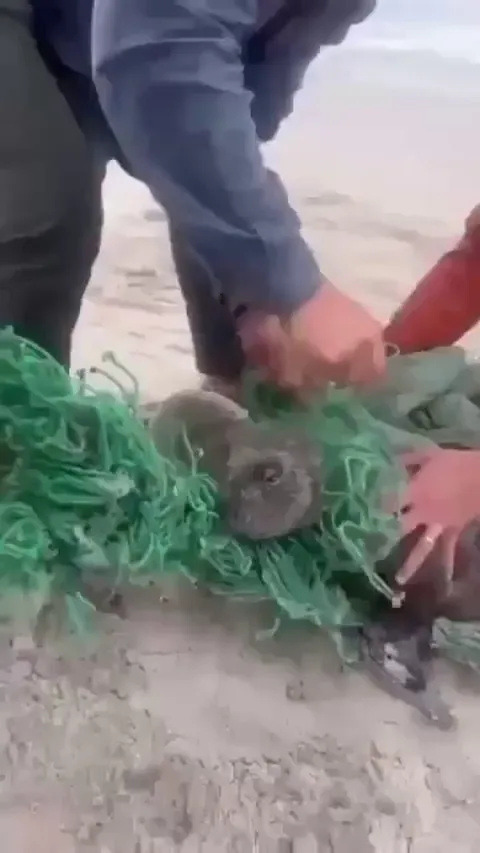 Seal waits until his friend is freed before escaping with him.
