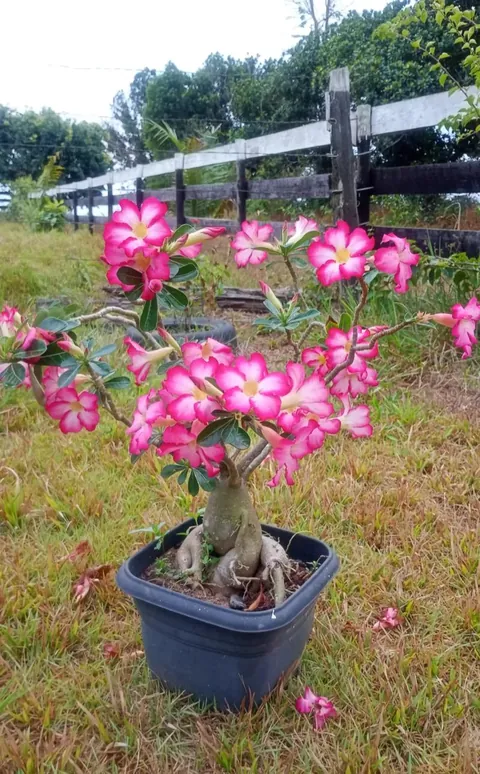 Proud of my desert rose 🌺