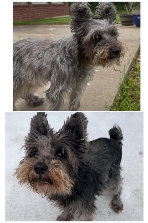 My dog had chemo and his fur went from being silver to black