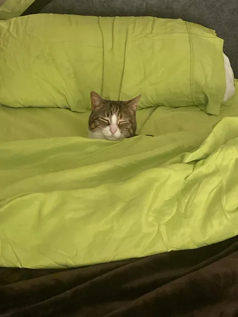 I lost all three cats to a fire last night