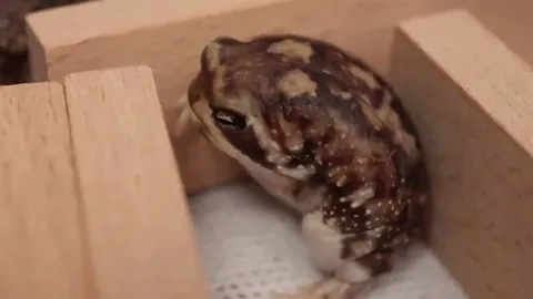 Tiny round rain frog wakes up, yawns, rubs his eyes, then squeezes himself into his tiny hole