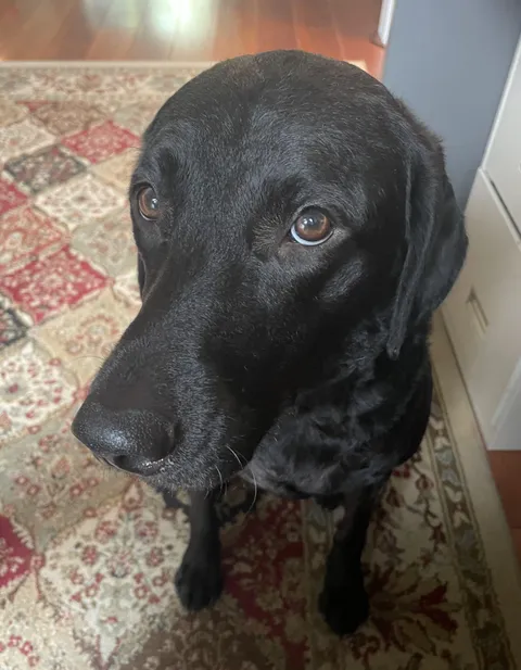 The cheese tax collector’s sad face after many failed attempts to collect said tax