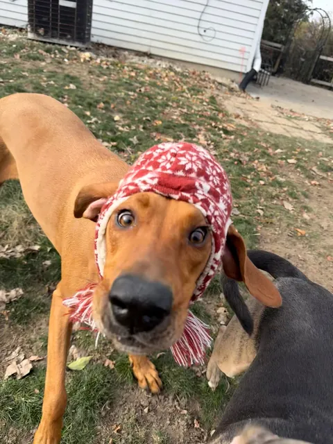 Boop the Bambi 👆🏻