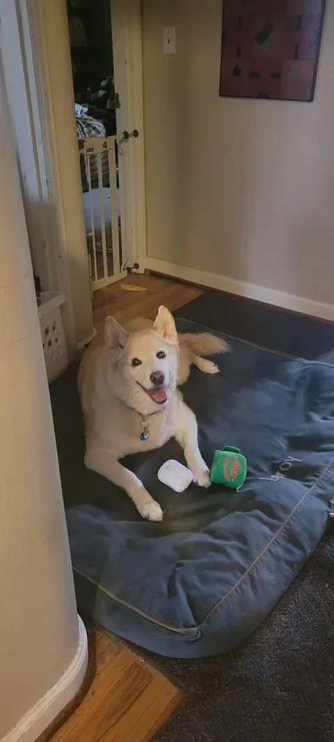 My best boy, Berwyn. 11 years young. ❤️