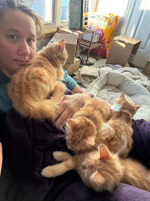 A whole litter of cell-less orangies