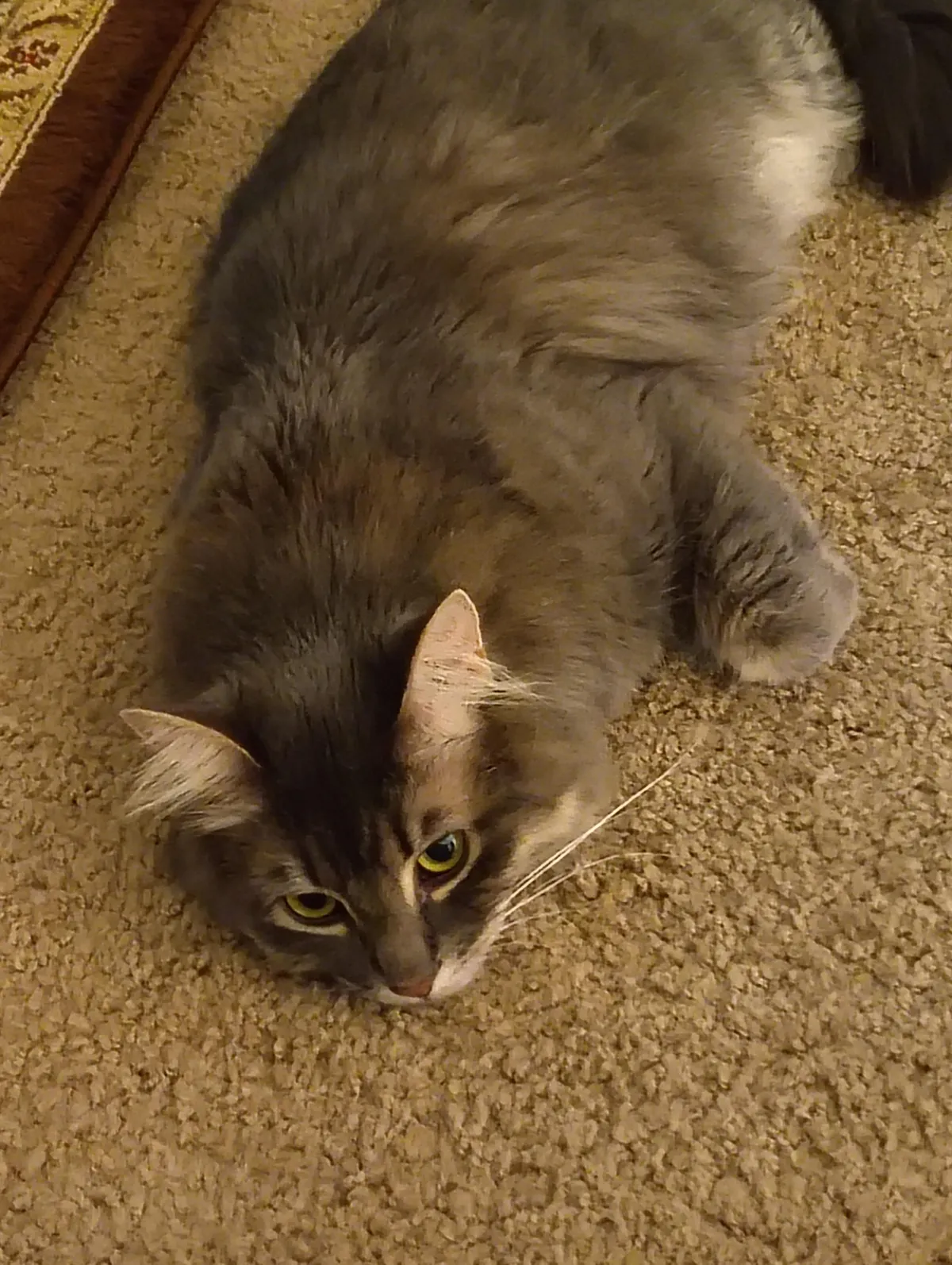 Cat has been suffering from chronic constipation for a month with little relief. Vet is stopping care.