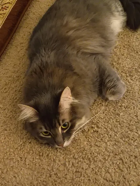 Cat has been suffering from chronic constipation for a month with little relief. Vet is stopping care.