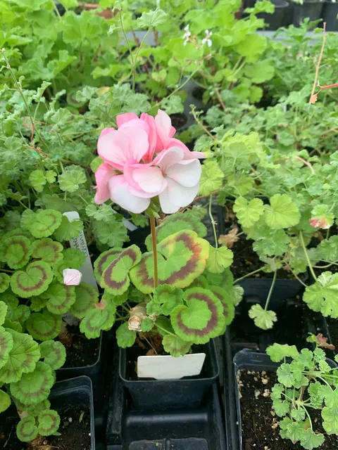 Another flower from the greenhouse for y’all 🌸