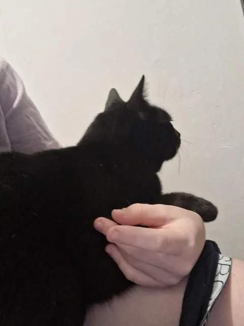 Im curious, does it mean somthing when your cat is constantly following you