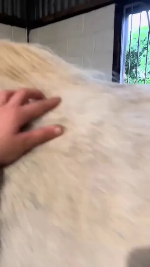 That dog just couldn't stop