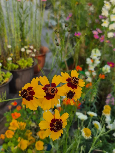 From seeds to these, here's my winter garden my terrace garden