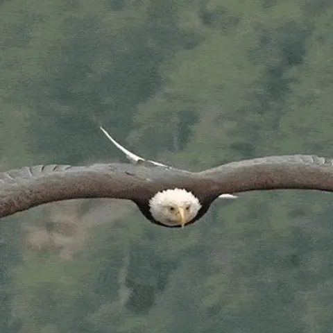🔥A Bald Eagle is an efficient fisherman. 🔥